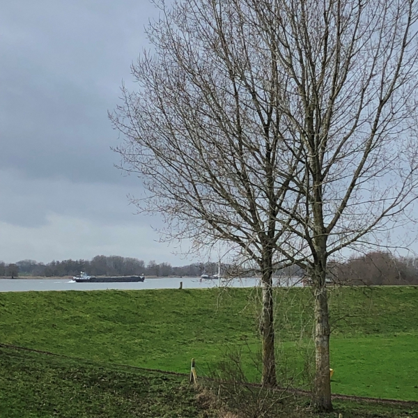 Bomen voor rivierhout