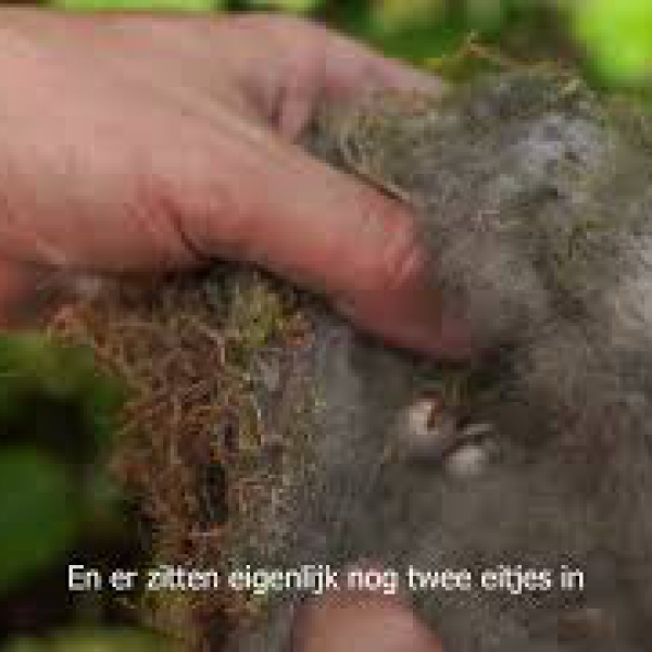 leeghalen nestkastjes