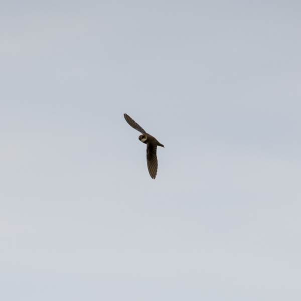 oeverzwaluw in de lucht