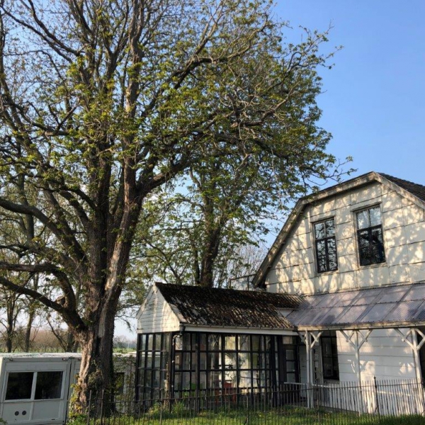 Kastanjeboom bij alliantiekantoor